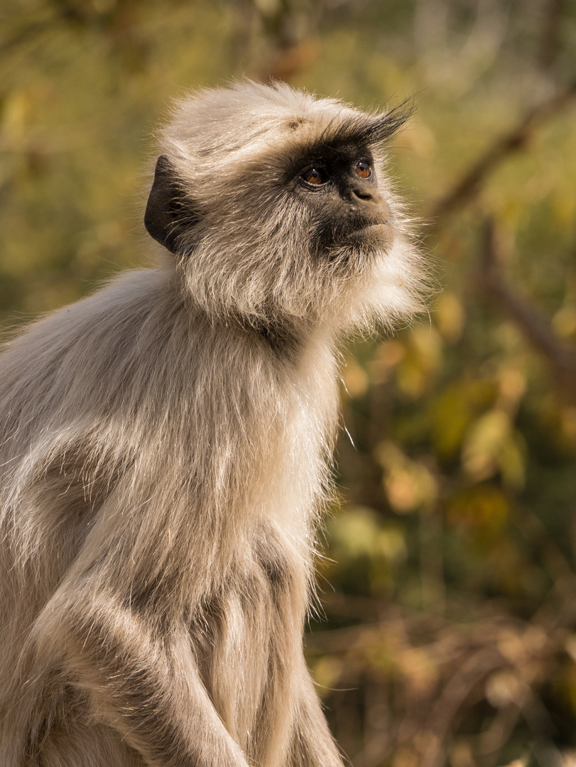 Indischer Langur