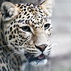 Indischer Leopard