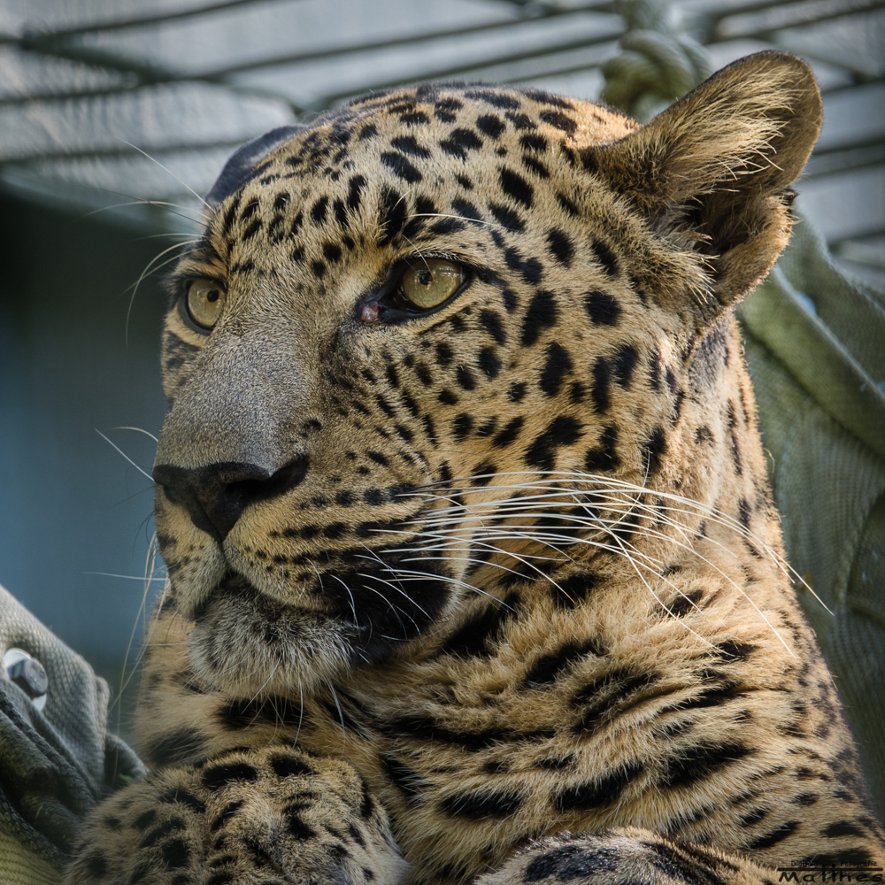 Indischer Leopard