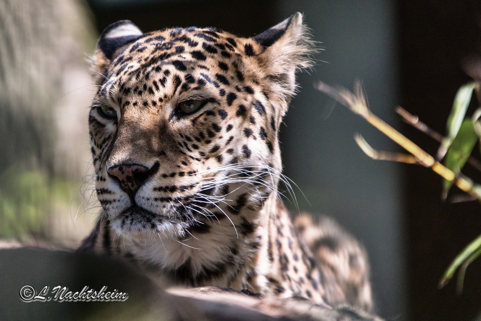 Indischer Leopard