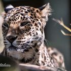 Indischer Leopard