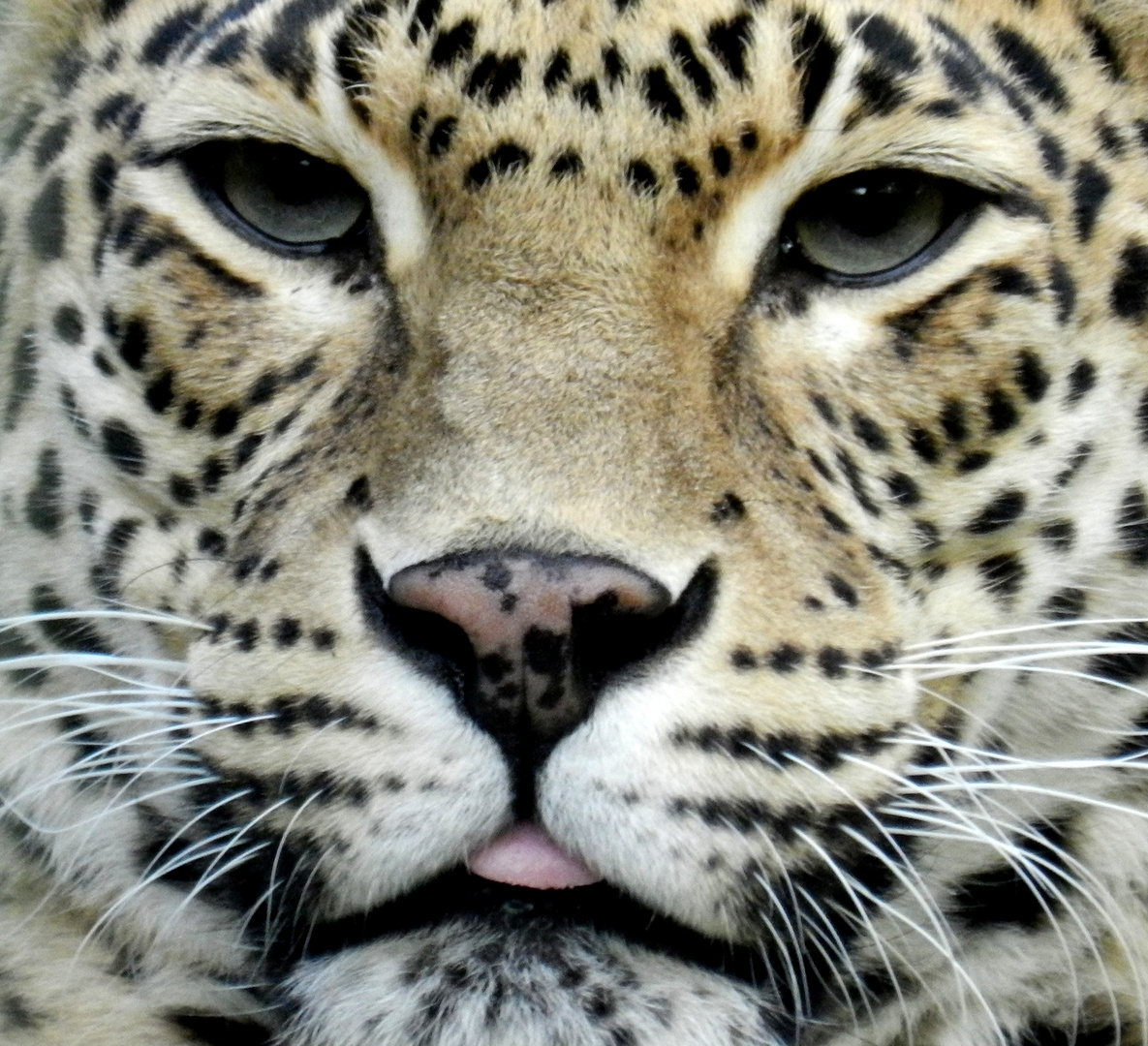 Indischer Leopard Foto & Bild tiere, natur Bilder auf