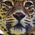 Indischer Leopard_0943