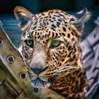 Indischer Leopard_7I1718