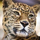 Indischer Leopard_E7I1304