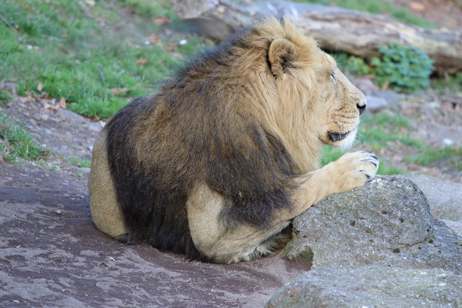 Indischer Löwe