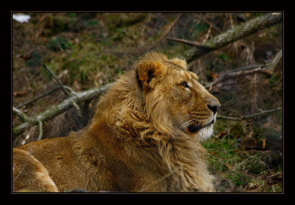 Indischer Löwe