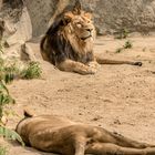 Indischer Löwe im Tierpark Berlin