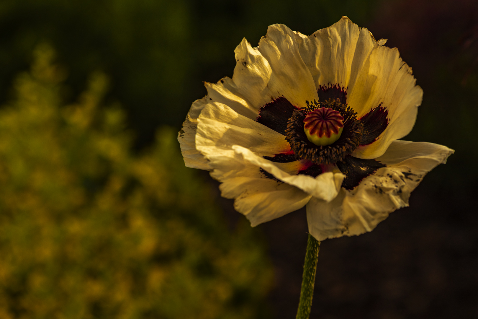 Indischer Mohn