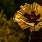 Indischer Mohn