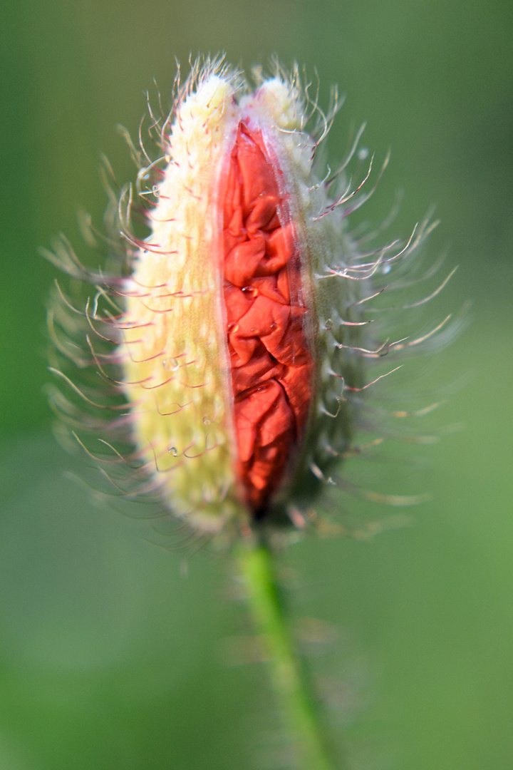 Indischer Mohn