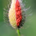 Indischer Mohn