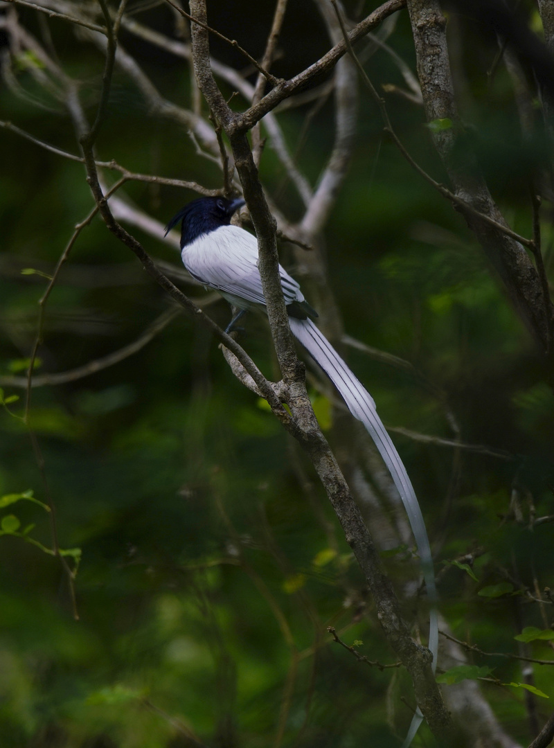 Indischer Paradiesvogel.