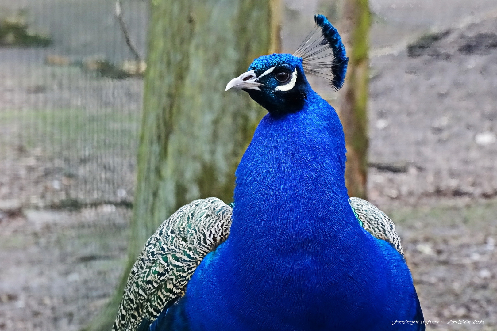  Indischer Pfau ...