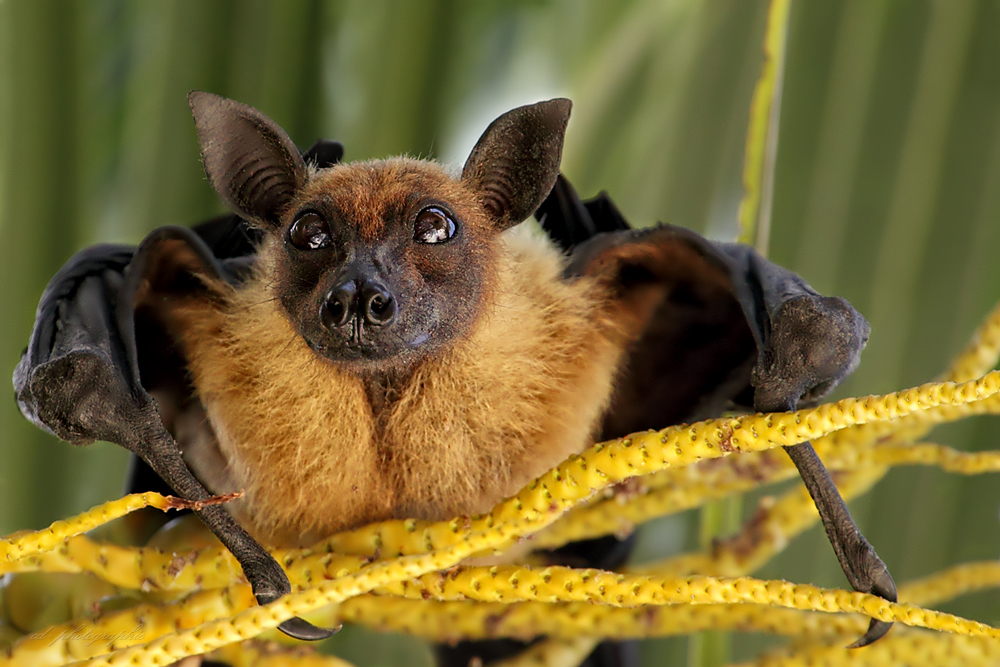 Indischer Riesenflughund (Pteropus giganteus)