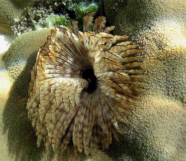 Indischer Röhrenwurm (Sabellastarte Indica)