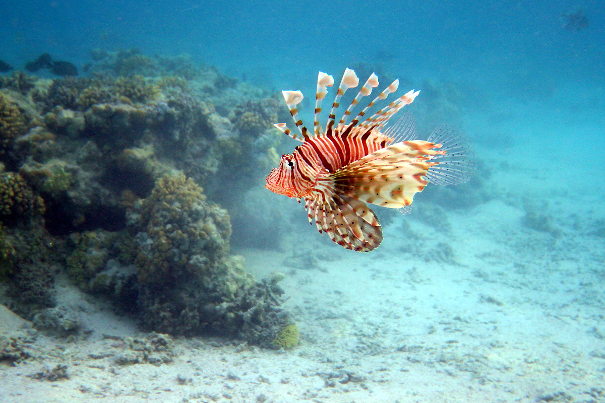 Indischer Rotfeuerfisch