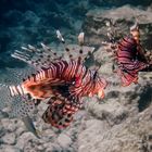 Indischer Rotfeuerfisch im Roten Meer