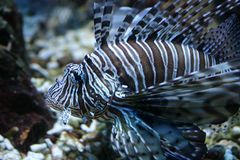 Indischer Rotfeuerfisch (Pterois miles)