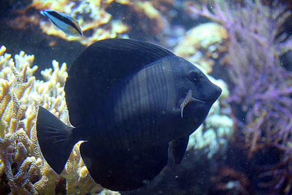 Indischer Segelflossen Doktorfisch