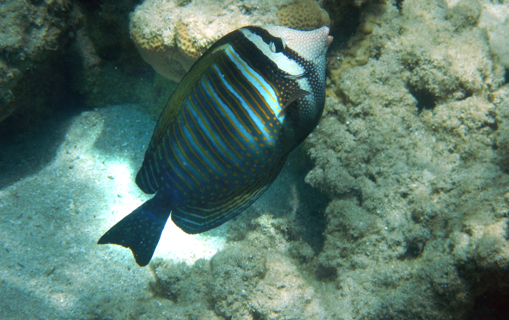 Indischer Segelflossendoktor bei Hurghada