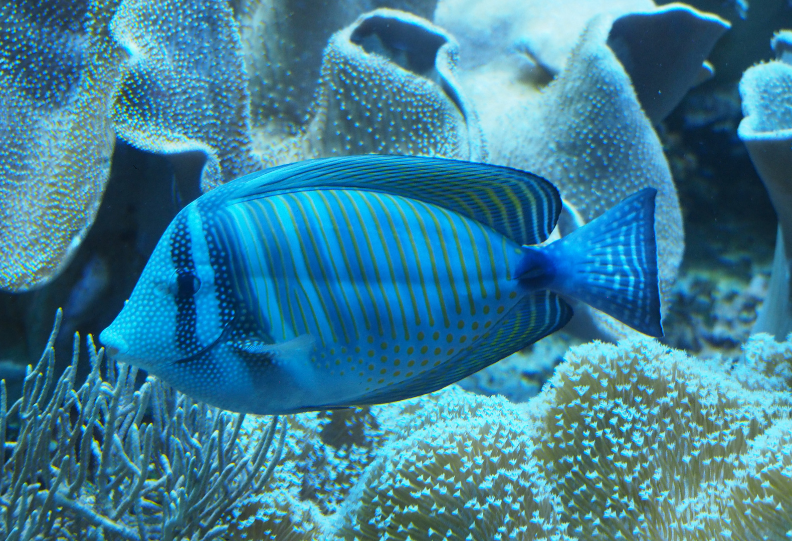 indischer Segelflossendoktor mit Blaustich