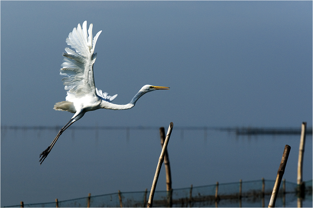 Indischer Storch