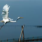 Indischer Storch