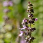 Indisches Basilikum (Ocimum tenuiflorum, Syn. O. sanctum)