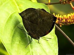 Indisches Blatt ( Kallima inachus )