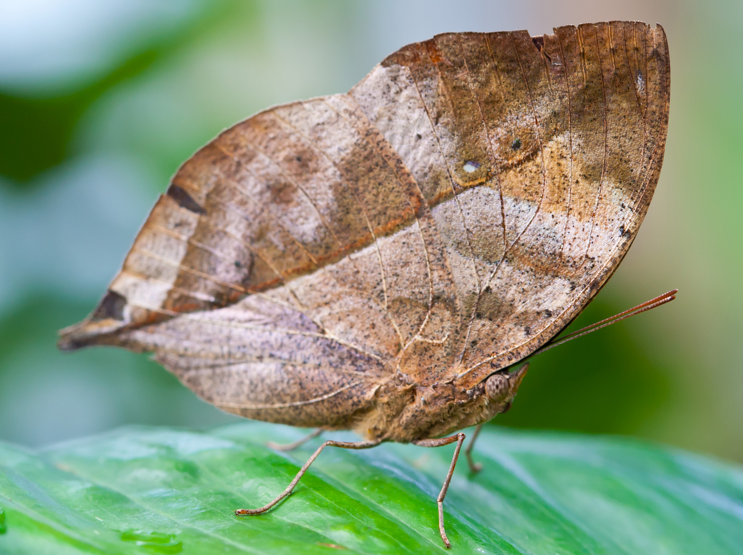 Indisches Blatt (Kallima inachus) Nr. 1