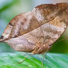 Indisches Blatt (Kallima inachus) Nr. 1