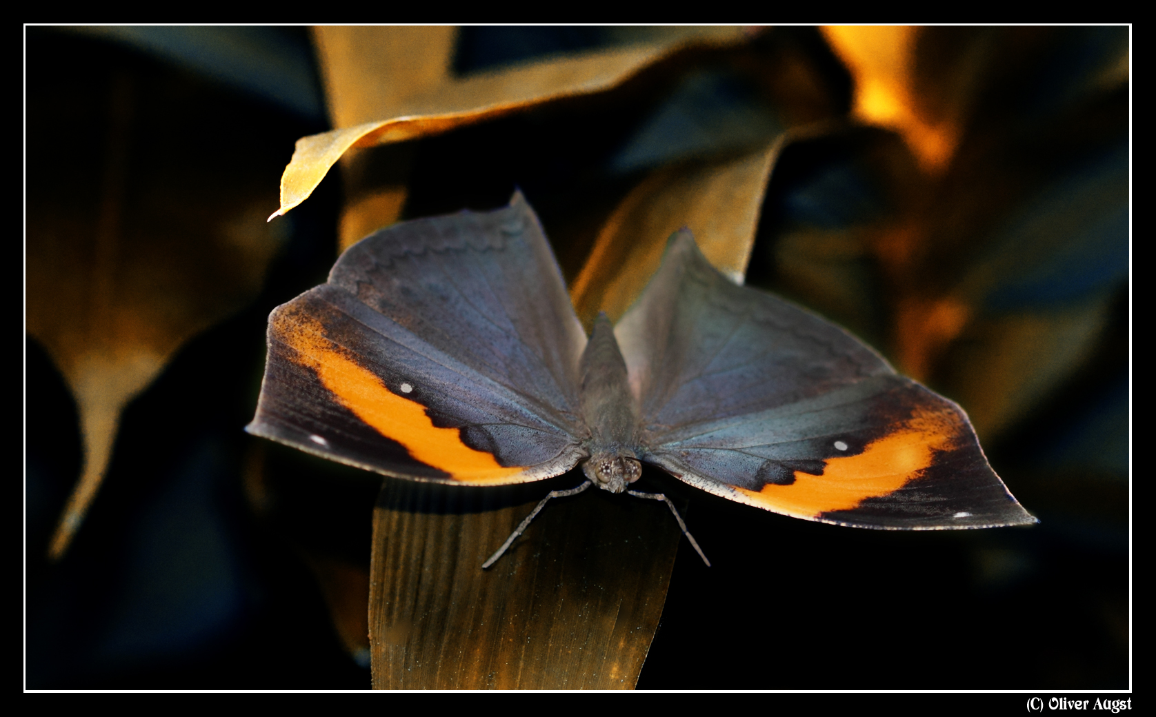 Indisches Blatt - offen