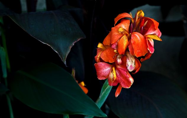 Indisches Blumenrohr