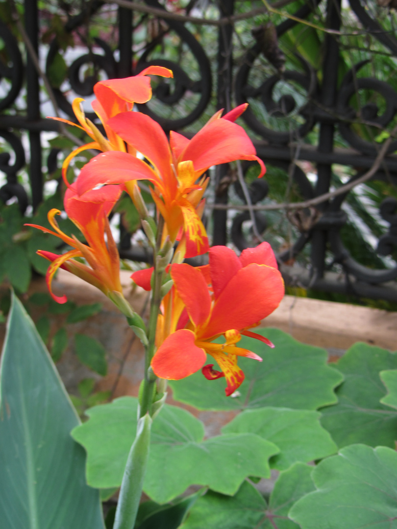 Indisches Blumenrohr auf Teneriffa