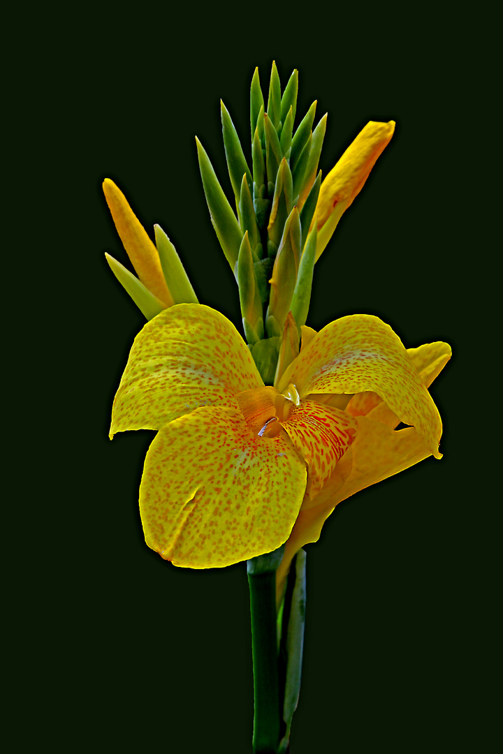 Indisches Blumenrohr (Canna)