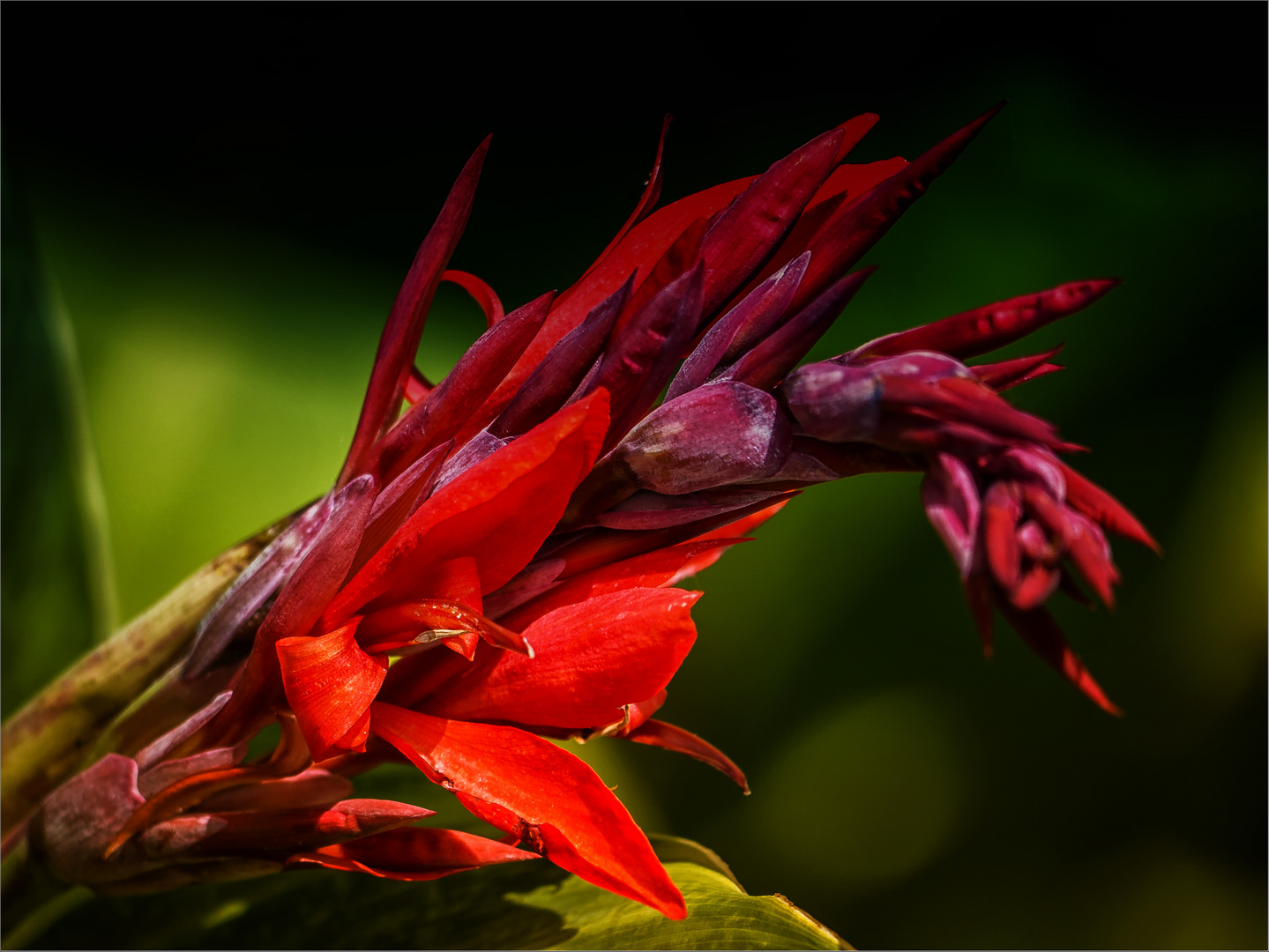 Indisches Blumenrohr ... Canna ...