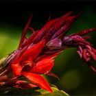 Indisches Blumenrohr ... Canna ...