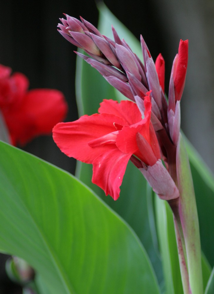 Indisches Blumenrohr (Canna indica)