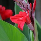 Indisches Blumenrohr (Canna indica)