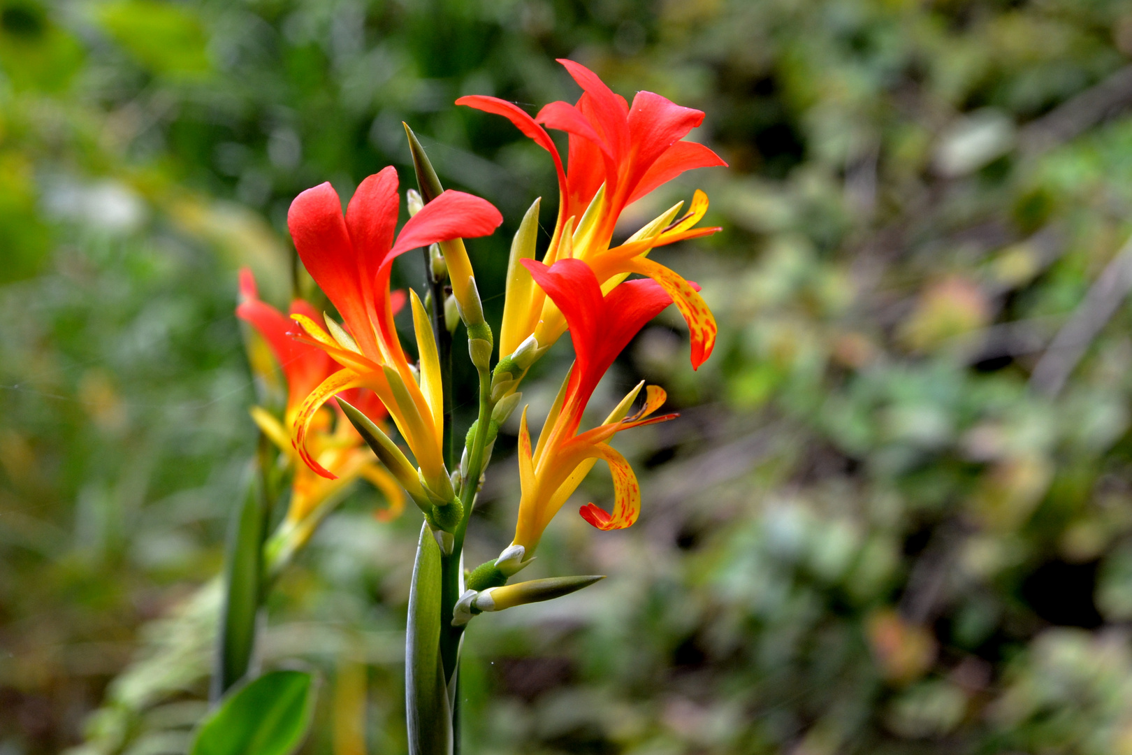 Indisches Blumenrohr (Canna indica) Foto & Bild pflanzen, pilze