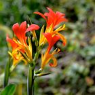 Indisches Blumenrohr (Canna indica)