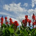 Indisches Blumenrohr (canna indica)