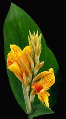 Indisches Blumenrohr (Canna indica)