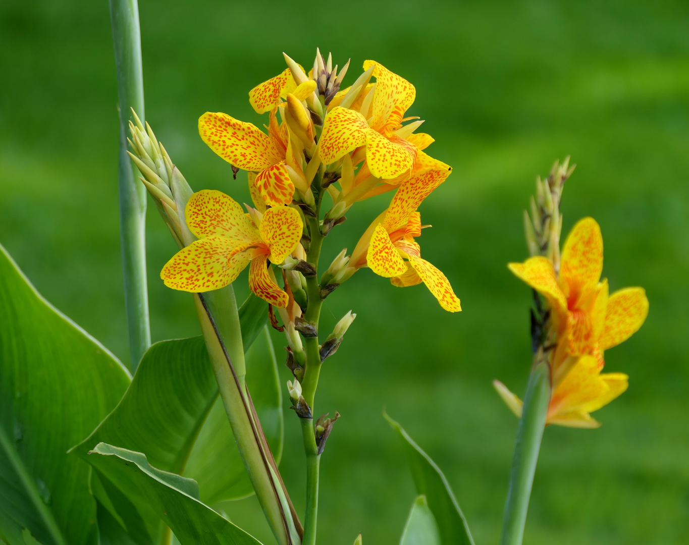 Indisches Blumenrohr