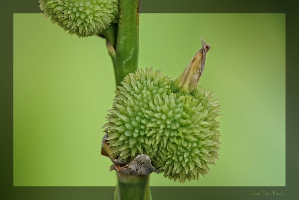 Indisches Blumenrohr Frucht