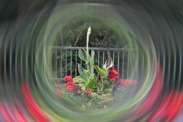 Indisches Blumenrohr im Mittelpunkt