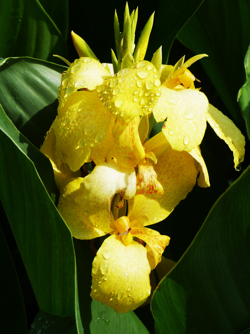 Pflanzen Samereien Zwiebeln Blumenrohr Gartenpflanze Die I Exotisch Eine Sehr Schone Blutenpflanze Garten Terrasse Elin Pens Ac Id
