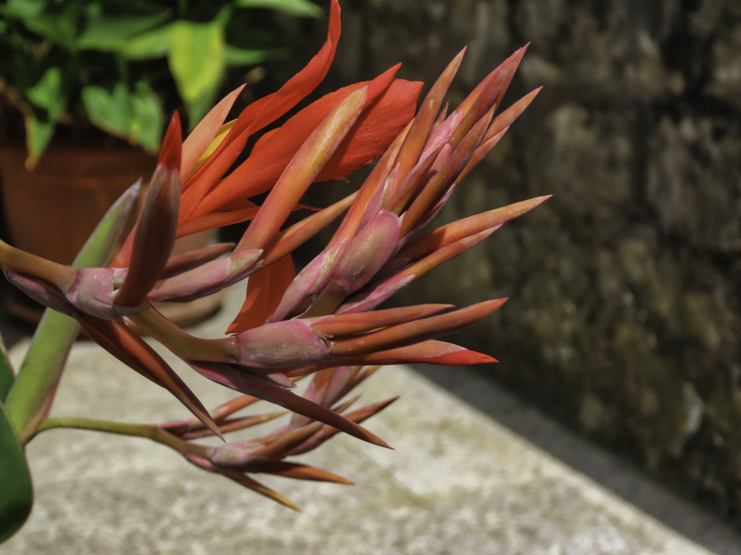 Indisches Blumenrohr zum Blümchentag heute