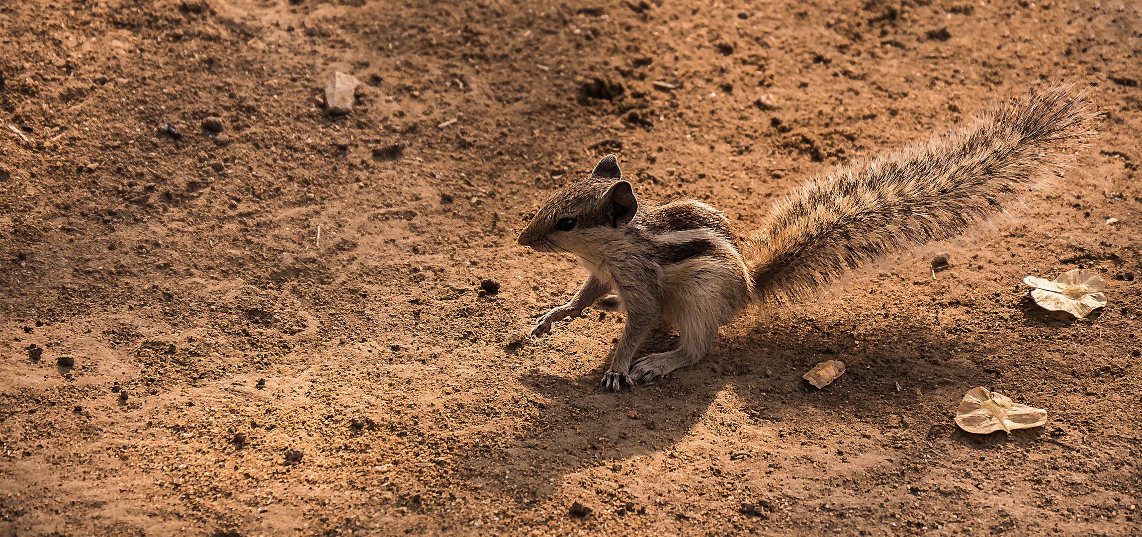 indisches Palmenhörnchen 